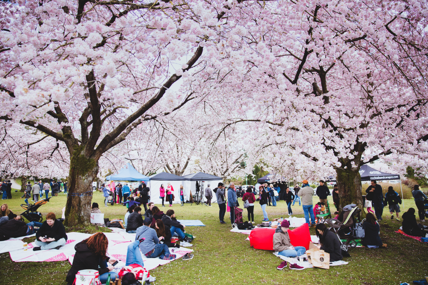    Cherry Blossom Festival 