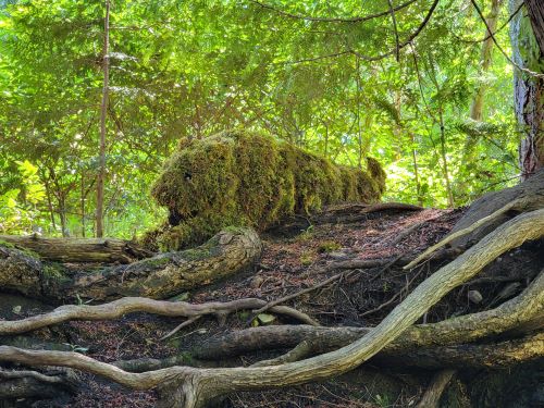 moss jaguar hiding in the forest - Butchart Gardens - Victoria