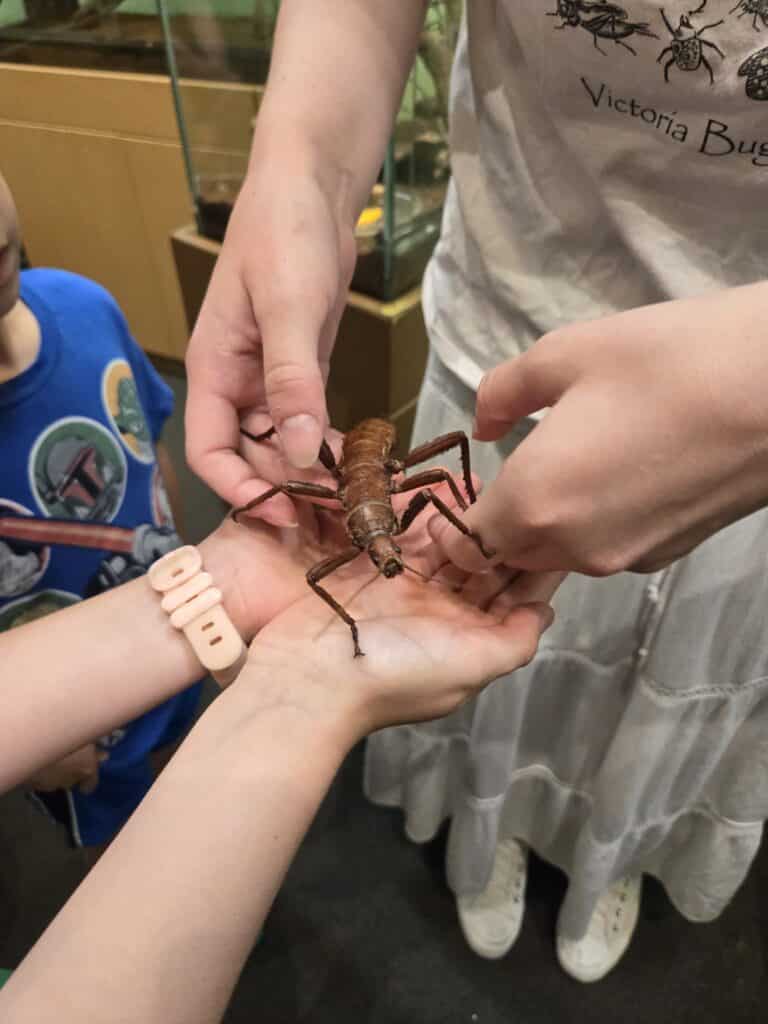 Victoria Bug Zoo