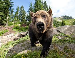 adventure meet Rescued Grizzly Bears at Grouse Mountain
