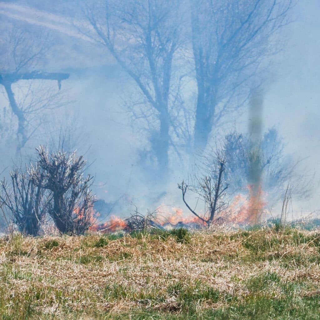 Wild smoke and Air Purifier needs