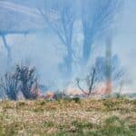 Wild smoke and Air Purifier needs