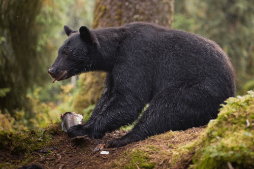 Black bear eating salmon