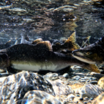 Salmon swimming up