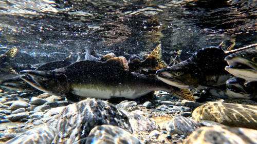 Salmon swimming up
