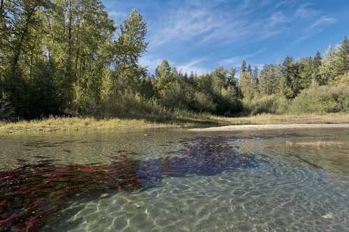 I Spy: Wild Salmon Coming Home - BC Parent Newsmagazine