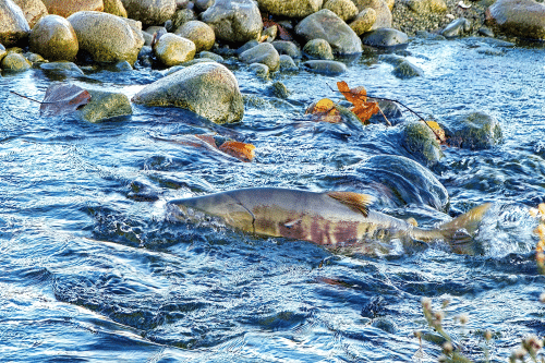 salmon swimming in the river